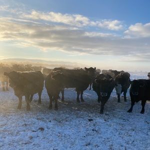 Meet your Posher, Shayla